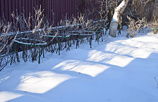 Гортензия, буддлея, роза: почему этим кустарникам на вашей даче страшнее всего мороз -20