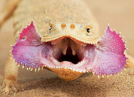 Безногие, летающие, трехглазые, размером с крокодила: какие необычные ящерицы водятся в Беларуси и в мире?