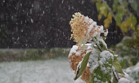 Дождливый декабрь: а надо ли накрывать цветы на даче?