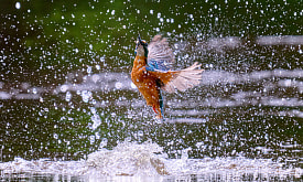 До окончания приема работ на фотоконкурс “Дикая природа Беларуси 2025” осталось меньше месяца. Кто чаще всего на снимках?