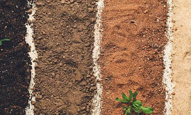 Песок или глина? Как понять свою почву без лаборатории