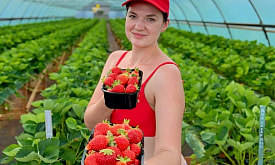“Если передают сильный ветер, ночь не сплю”. Как девушка из глубинки выращивает и продает клубнику и рассаду