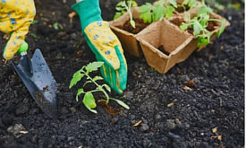 Сосед уже в марте все посеял – это ранний старт или риск остаться без урожая?