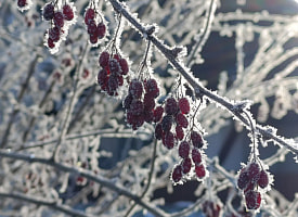 Где в Беларуси будет теплее всего? Прогноз погоды на 22 января
