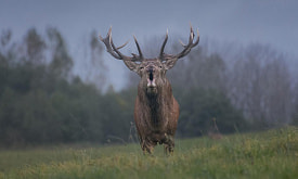 Олень-драчун, заяц-позер и зубр-”стесняшка”. Взгляните на работы финалистов фотоконкурса “Дикая природа Беларуси 2025” (Часть 2)