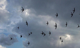 Как предсказывать погоду без приложения: природные индикаторы, которые реально работают на даче