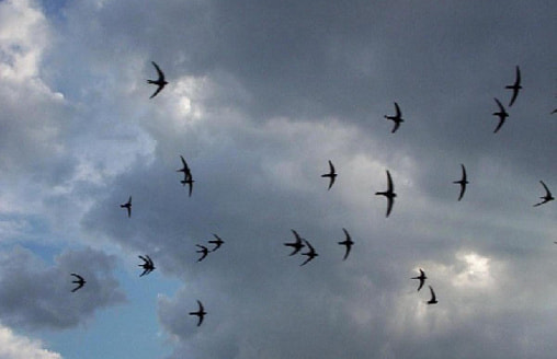 Как предсказывать погоду без приложения: природные индикаторы, которые реально работают на даче