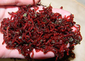 Два белоруса наловили мотыля и заработали штрафы по 3600 рублей. Разве он запрещён?