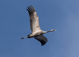 В Беларусь вернулись первые журавли. Где их заметили?