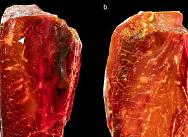 Муравья возрастом 40 млн лет нашли в янтаре из коллекции Гёте