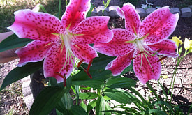 “Лилейник Старгейзер”: ночная лилия с ароматом, маркетинговый ход или просто ошибка?