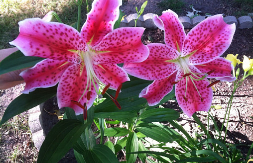 “Лилейник Старгейзер”: ночная лилия с ароматом, маркетинговый ход или просто ошибка?