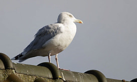 Доступность еды – не главное: что привлекает чаек в белорусские города?