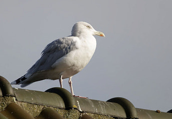 Доступность еды – не главное: что привлекает чаек в белорусские города?