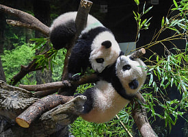 Японские зоопарки впервые за 54 года останутся без гигантских панд. Что случилось?