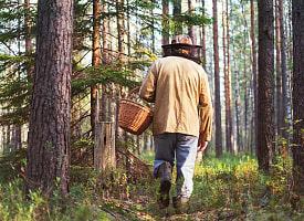 Житель Могилёва отправился в лес за грибами и заработал “уголовку”. За что?