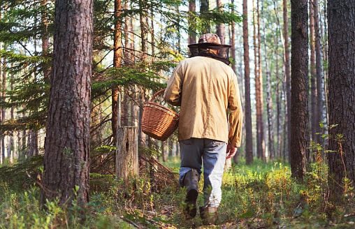 Житель Могилёва отправился в лес за грибами и заработал “уголовку”. За что?