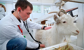 В каких случаях можно избежать обязательной отработки? Есть 20 законных способов