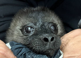 На Ладоге спасли двух новорожденных нерп – одна весит всего 3,6 кг