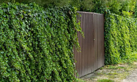 Лианы, которые переживут не один сезон: что посадить, чтобы участок “ожил” и не надоел через год