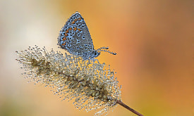 Работы участников фотоконкурса “Дикая природа” можно будет увидеть вживую. Когда и где?