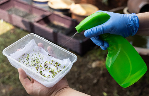 Замачивать или сеять “сухими”: что на самом деле нужно семенам и где это лишнее