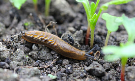 Весенние ловушки для слизней: как остановить нашествие, пока они не съели ваш урожай