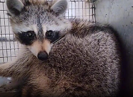 Стала известна судьба енота Сени, приплывшего в Беларусь из США