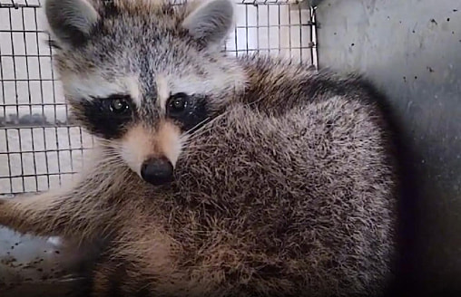 Стала известна судьба енота Сени, приплывшего в Беларусь из США