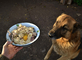 Жителя Лельчиц оштрафовали на 1260 рублей за то, что он хотел покормить собак. Это как?