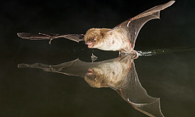 “Видят” ушами и уходят в спячку на полгода. Как живут “короли ночи” – летучие мыши?