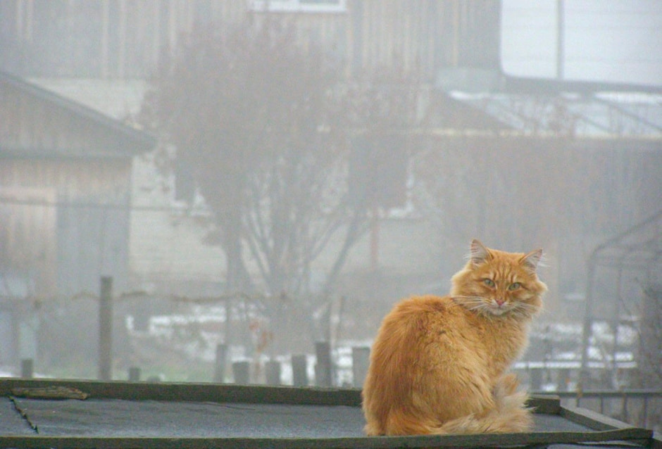 Туман Туман