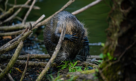Раскаивающаяся нутрия и неузнаваемая трясогузка. Собрали для вас забавные фото дикой природы