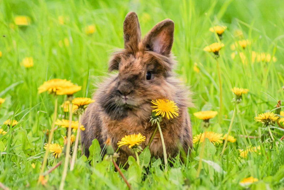 Кролик в траве 