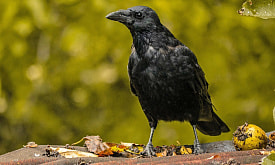 Магистр птичьих наук. Зачем ворон разбирает собственное гнездо и для чего приводит волков к падали?