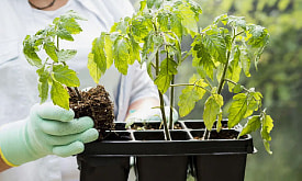 Пора или рано? Как понять, что рассада томатов готова к переезду на дачу и не погубить ее в первую же неделю