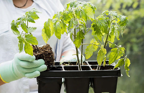 Пора или рано? Как понять, что рассада томатов готова к переезду на дачу и не погубить ее в первую же неделю