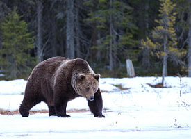 “Тревожные новости” – Жителей этого района Беларуси предупредили о голодном медведе