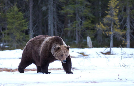 “Тревожные новости” – Жителей этого района Беларуси предупредили о голодном медведе