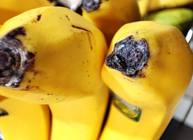 Опасен ли белый налёт на бананах? В МАРТ Беларуси объяснили, где искать правду