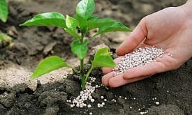 Азот “в разных лицах”: какие удобрения выбрать и не перекормить грядки