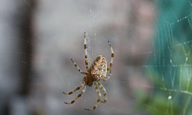 Природный 3D-принтер: в чем уникальность паутины крестовиков?