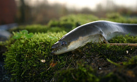 Рыба или змея? Рассказываем, зачем угри выходят на сушу и почему нерестятся лишь раз в жизни