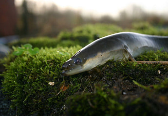 Рыба или змея? Рассказываем, зачем угри выходят на сушу и почему нерестятся лишь раз в жизни