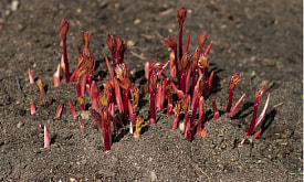 Не трогать сразу и не заливать: как правильно “разбудить” многолетники после зимы