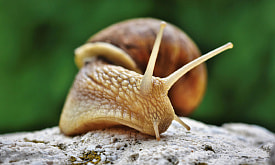 Общаются друг с другом запахами, а в их крови содержится “антифриз”. Рассказываем о суперсилах улиток