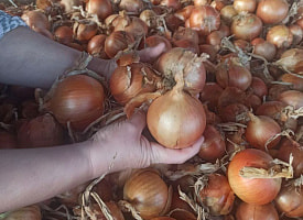 Оперативность, определенность и отличная коммуникация – белорусские фермеры назвали выгоды работы с “Евроторгом”