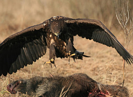 В Чернобыльской зоне живут животные-мутанты? Фотограф дикой природы поделился наблюдениями