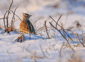 Прогреет до +16°С, но желтый уровень опасности не уходит. Погода в Беларуси 9 марта