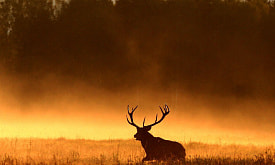 Где искать журавлей, а где – оленей? Узнали, какие “суперсилы” нужны фотографу дикой природы для хороших кадров